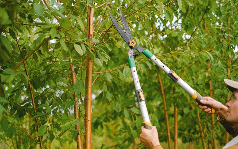 Tree trimming in Irrigon, OR